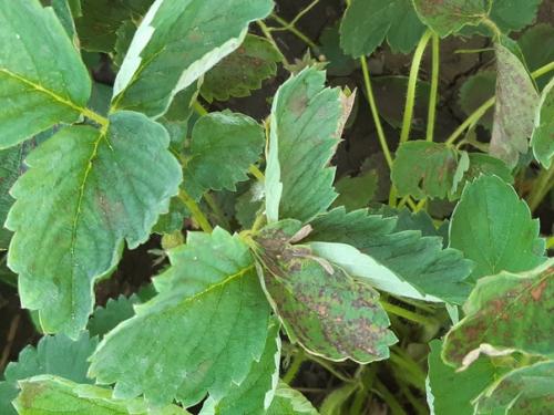 Доброго дня подскажите пожалуйста что с клубникой и как её спасти? 02