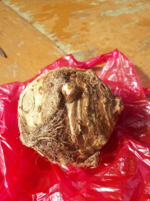 Народ спасайте!  Вот такой клубень достался.