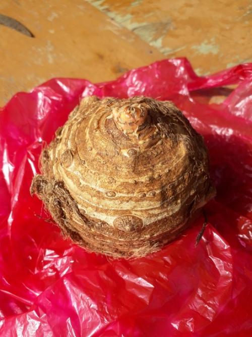 Народ спасайте!  Вот такой клубень достался. 01