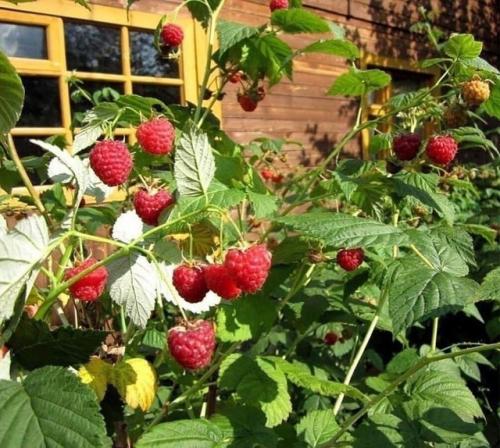 Отличное обустройство малинового садика. 04