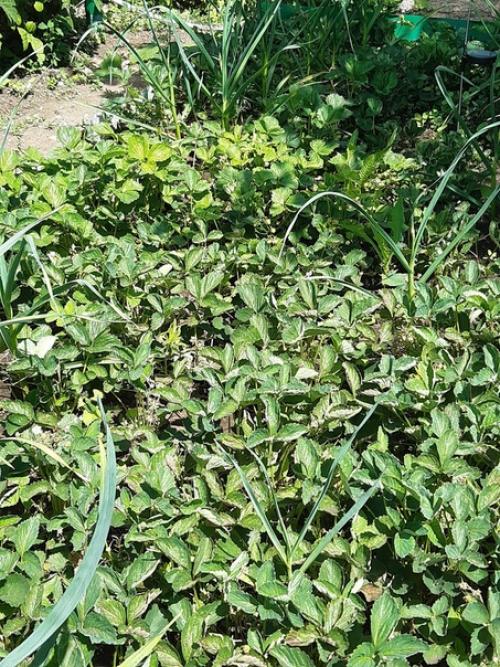 Доброго дня подскажите пожалуйста что с клубникой и как её спасти? 03