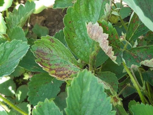 Доброго дня подскажите пожалуйста что с клубникой и как её спасти? 01