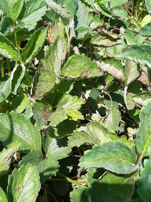 Доброго дня подскажите пожалуйста что с клубникой и как её спасти?  