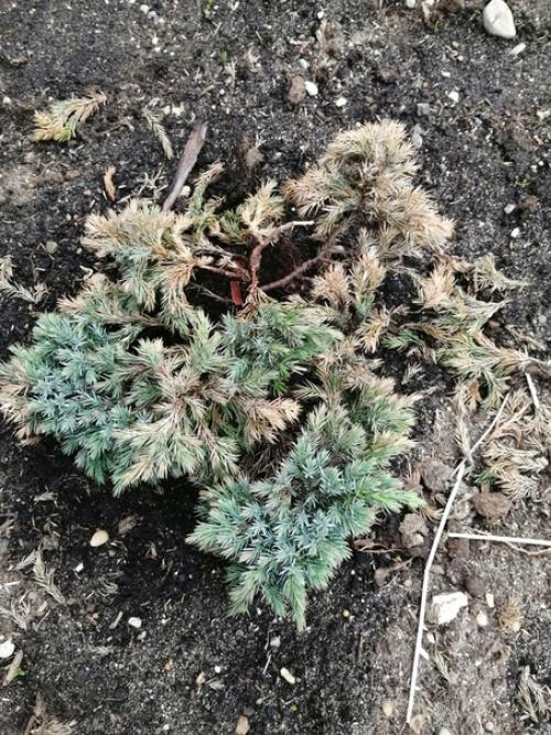 Подскажите, что с хвойниками? 03