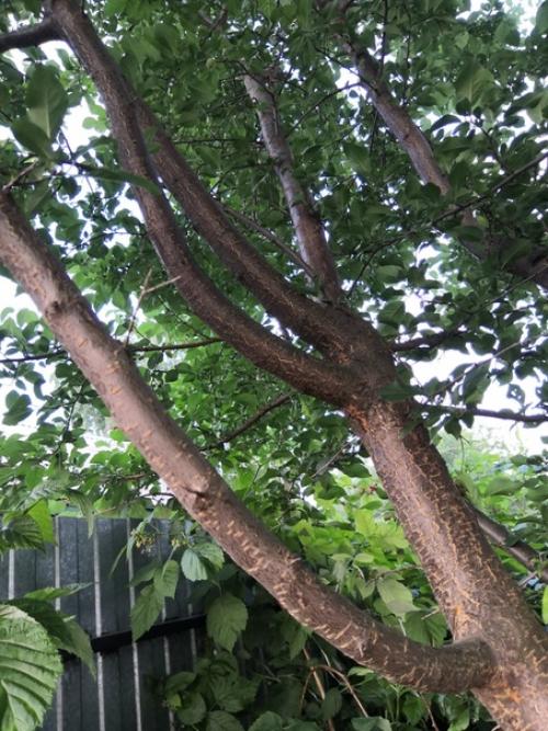 Подскажите, пожалуйста, что это за дерево? 03