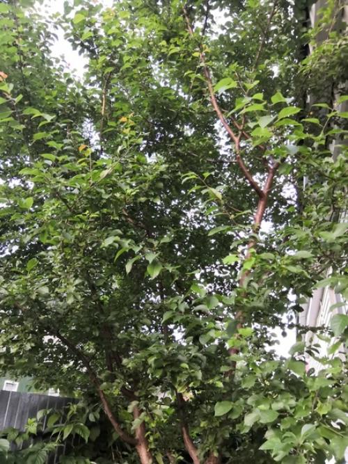 Подскажите, пожалуйста, что это за дерево? 01