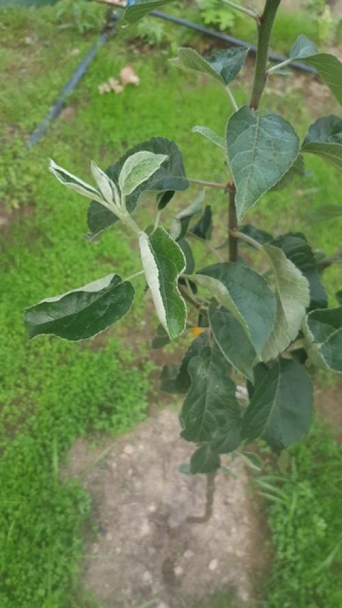 Уважаемые участники группы, подскажите, что с яблоней - болезнь или мало воды? 02