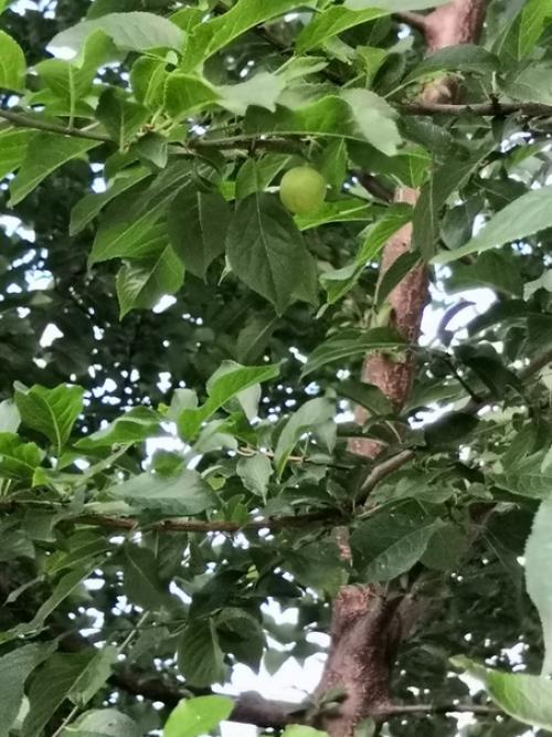 Подскажите, пожалуйста, что это за дерево?