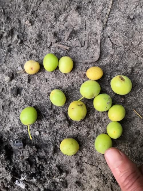 Подскажите, пожалуйста, что это за дерево? 02