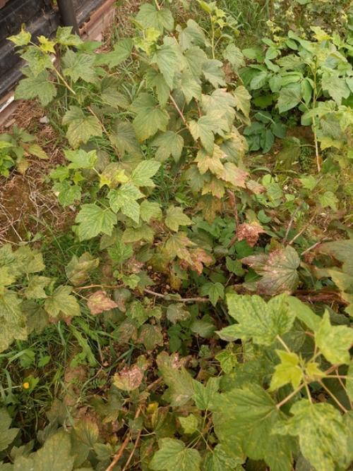 Подскажите пожалуйста, что происходит со смородиной. 01