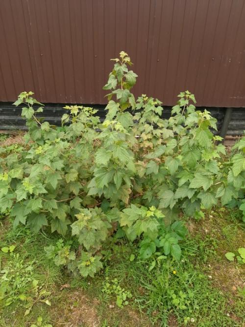 Подскажите пожалуйста, что происходит со смородиной.