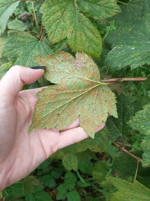 Подскажите пожалуйста, что происходит со смородиной. 02