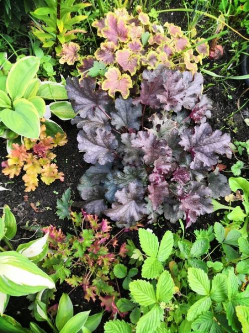 Прислала подписчица сообщества. 09