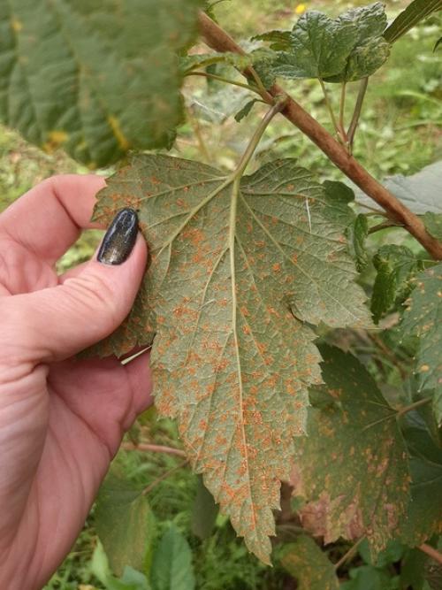 Подскажите пожалуйста, что происходит со смородиной. 03