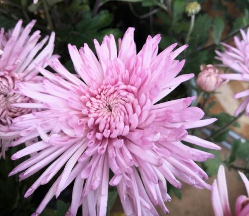 Прислала подписчица сообщества. 05