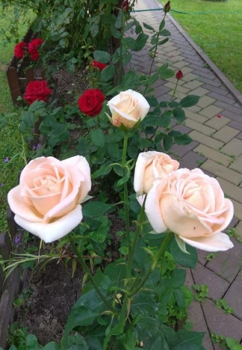 В 2012 году купили дачу. 07