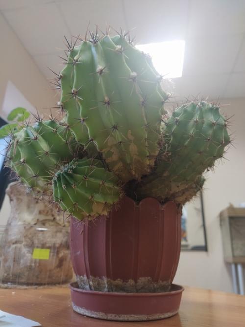 Помогите пожалуйста отдали кактус, а у него такое.