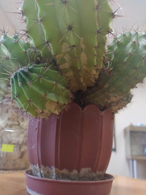 Помогите пожалуйста отдали кактус, а у него такое. 02