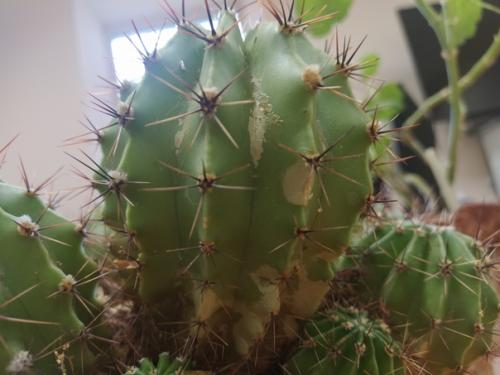 Помогите пожалуйста отдали кактус, а у него такое. 03