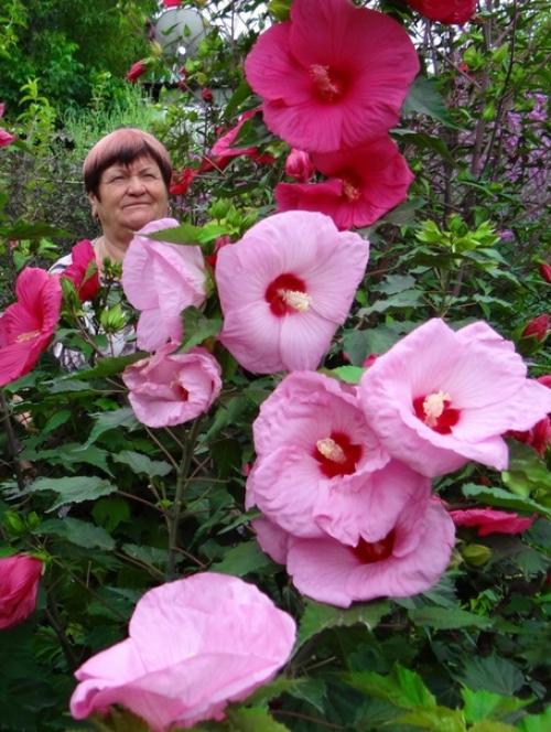 Гибискус садовый многолетний, травянистый для средних широт подходит больше, чем древовидные и кустарниковые сорта. 01