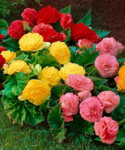 4 цветка, которые соит сеять на расаду уже в январе. 03