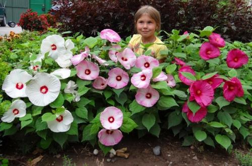 Гибискус садовый многолетний, травянистый для средних широт подходит больше, чем древовидные и кустарниковые сорта.