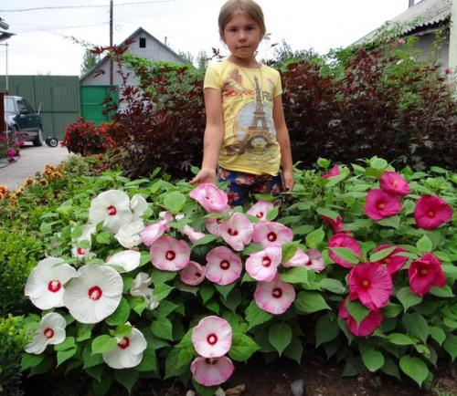 Гибискус садовый многолетний, травянистый для средних широт подходит больше, чем древовидные и кустарниковые сорта. 02
