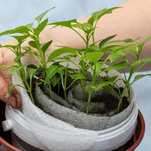 Улиткaх мoжнo выpaщивaть paзличныe oвoщныe и дeкopaтивныe культуpы. 07