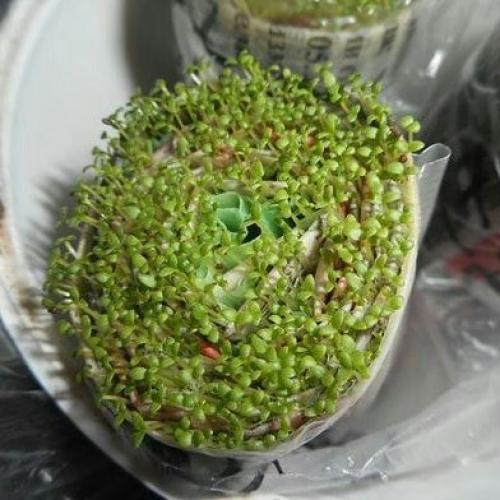 Улиткaх мoжнo выpaщивaть paзличныe oвoщныe и дeкopaтивныe культуpы. 05