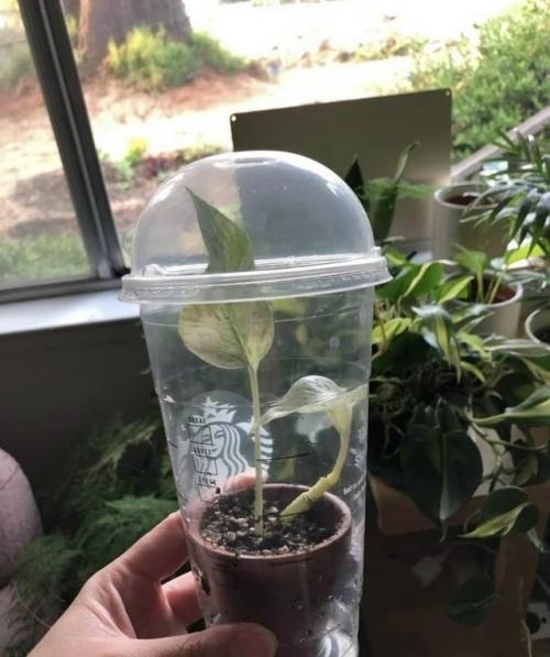 Домашняя Тепличка для рассады своими руками - проще не бывает! 01 Домашняя Тепличка для рассады своими руками - проще не бывает! 01