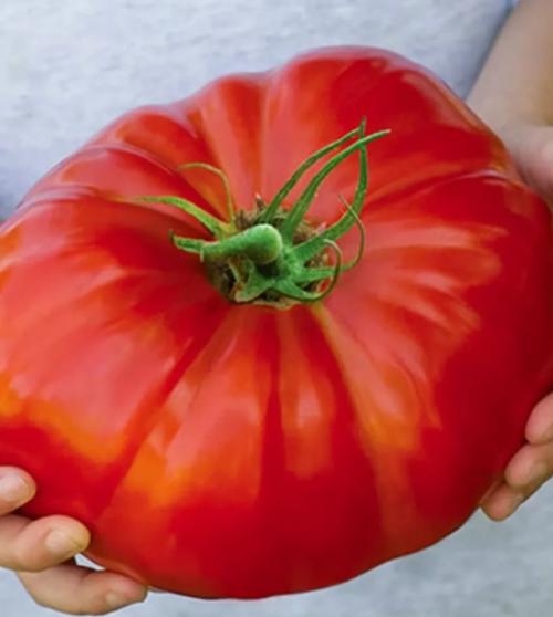 Перечень наиболее востребованных и популярных сортов томатов, широко культивируемых как в частных хозяйствах, так и в промышленном масштабе: 
