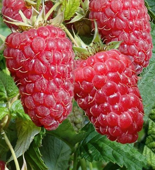 Чтобы гарантированно получить обильный урожай крупных и ароматных ягод малины, необходимо обеспечить кустам правильную подкормку весной.  