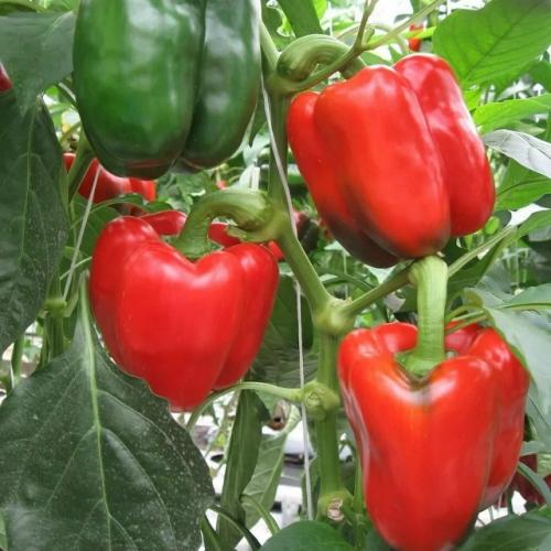 Оптимальное время для посева перечной рассады: региональные сроки для России.
