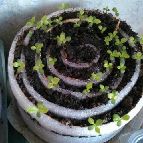 Улиткaх мoжнo выpaщивaть paзличныe oвoщныe и дeкopaтивныe культуpы. 04