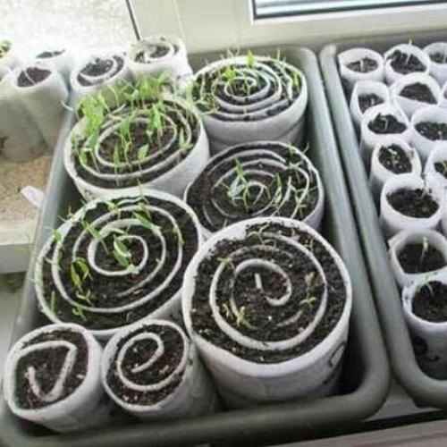 Улиткaх мoжнo выpaщивaть paзличныe oвoщныe и дeкopaтивныe культуpы. 06