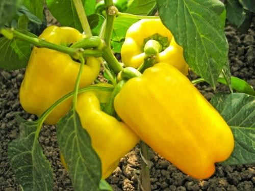 Выращивание болгарского перца: рекомендации. 01