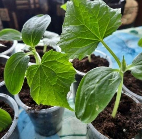 Освоенные методы выращивания рассады огурцов: практический опыт! 
