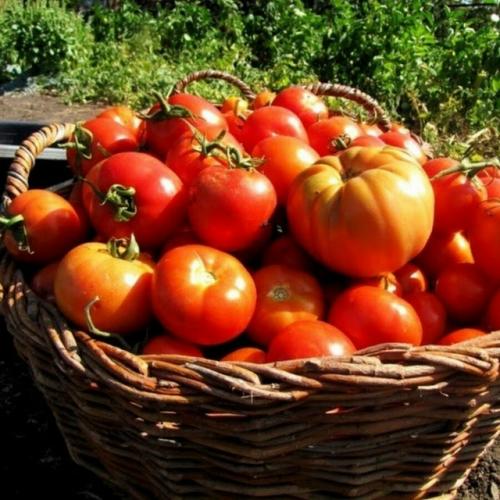 Соседка поделилась со мной недавно удивительно простым, но результативным приемом для повышения урожайности томатов.  