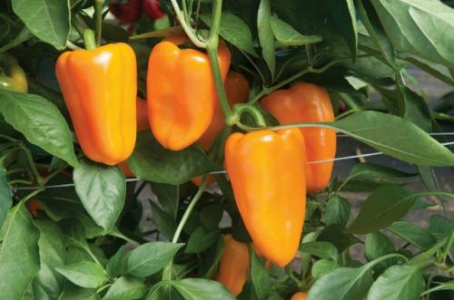 Выращивание болгарского перца: рекомендации. 02