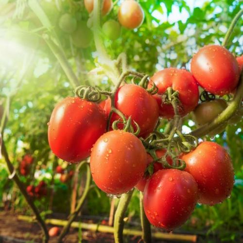 Соседка поделилась со мной недавно удивительно простым, но результативным приемом для повышения урожайности томатов. 01