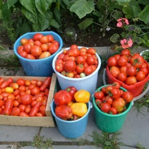 Соседка поделилась со мной недавно удивительно простым, но результативным приемом для повышения урожайности томатов. 02