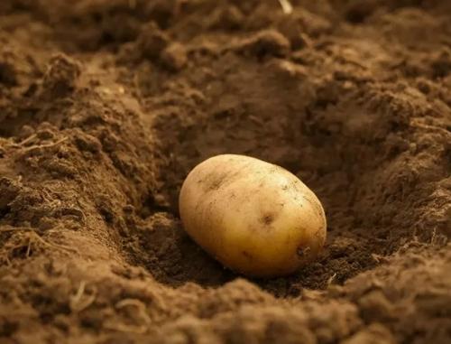 Почему при посадке картофеля я ежегодно добавляю в лунку горох или бобы. 02 Почему при посадке картофеля я ежегодно добавляю в лунку горох или бобы. 02