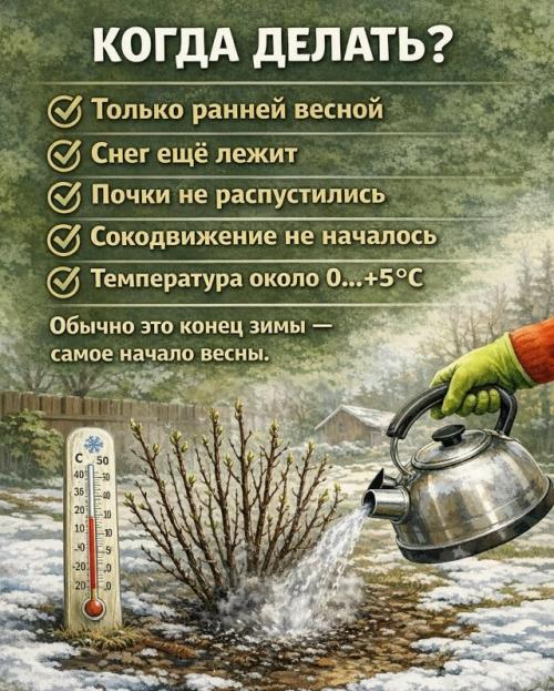 Своевременный весенний полив - залог обильного плодоношения растений на протяжении всего теплого сезона. 02