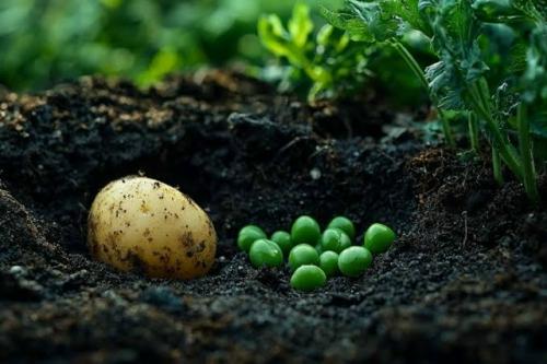 Почему при посадке картофеля я ежегодно добавляю в лунку горох или бобы.
