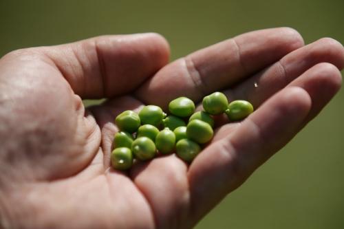 Почему при посадке картофеля я ежегодно добавляю в лунку горох или бобы. 01 Почему при посадке картофеля я ежегодно добавляю в лунку горох или бобы. 01