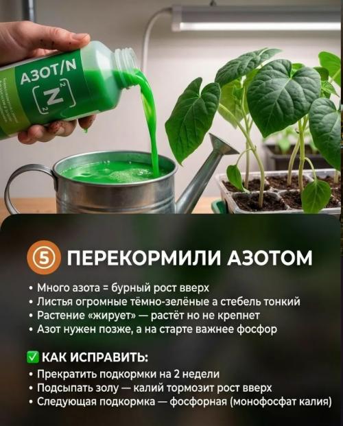 Рассада стала вытянутой? 5. 04
