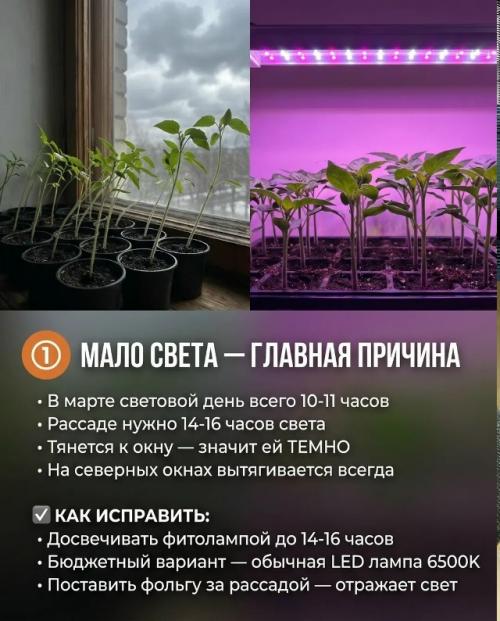 Рассада стала вытянутой? 5. 01