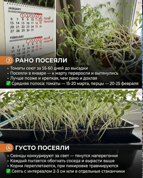 Рассада стала вытянутой? 5. 03