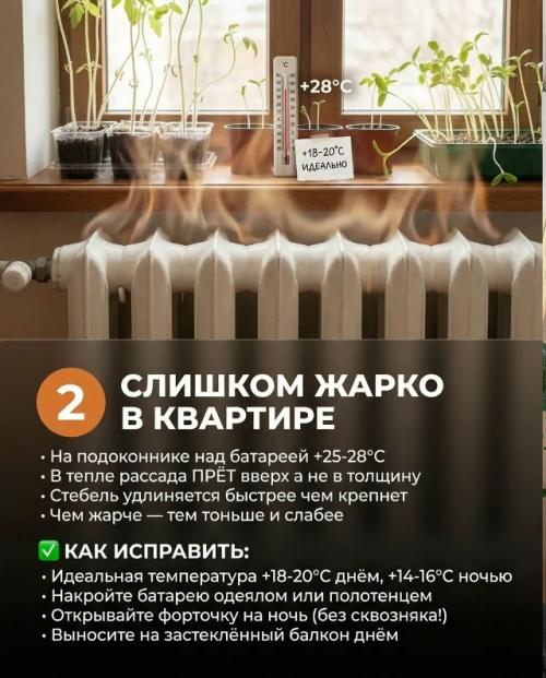 Рассада стала вытянутой? 5. 02