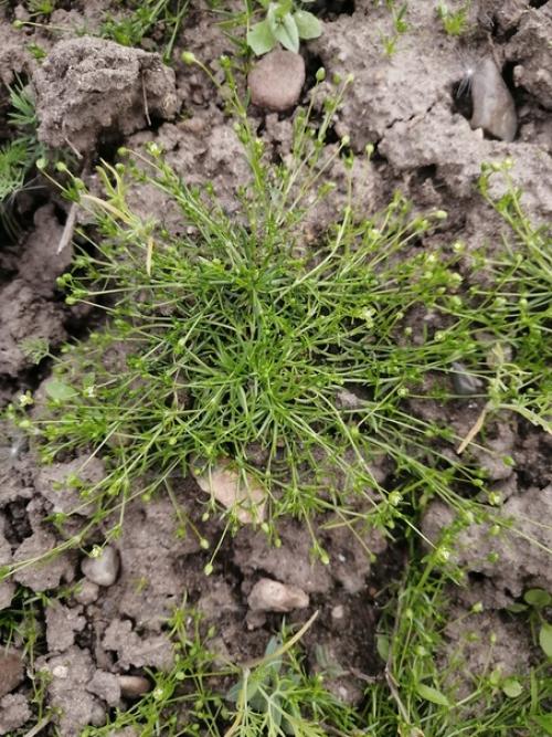 Здравствуйте.  Подскажите, пожалуйста, что за растение?